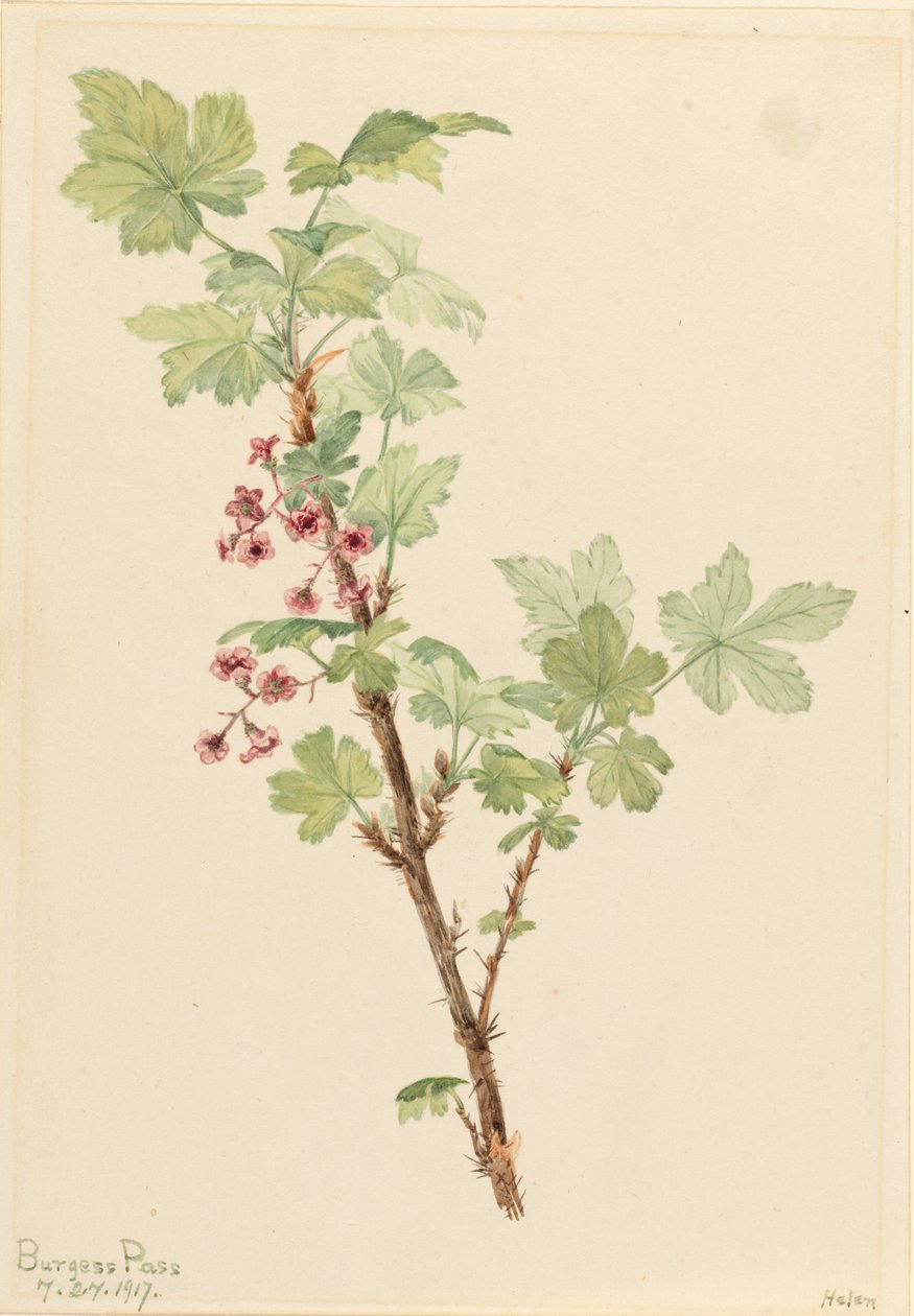 Groselha espinhosa (Ribes lacustre) de Mary Vaux Walcott