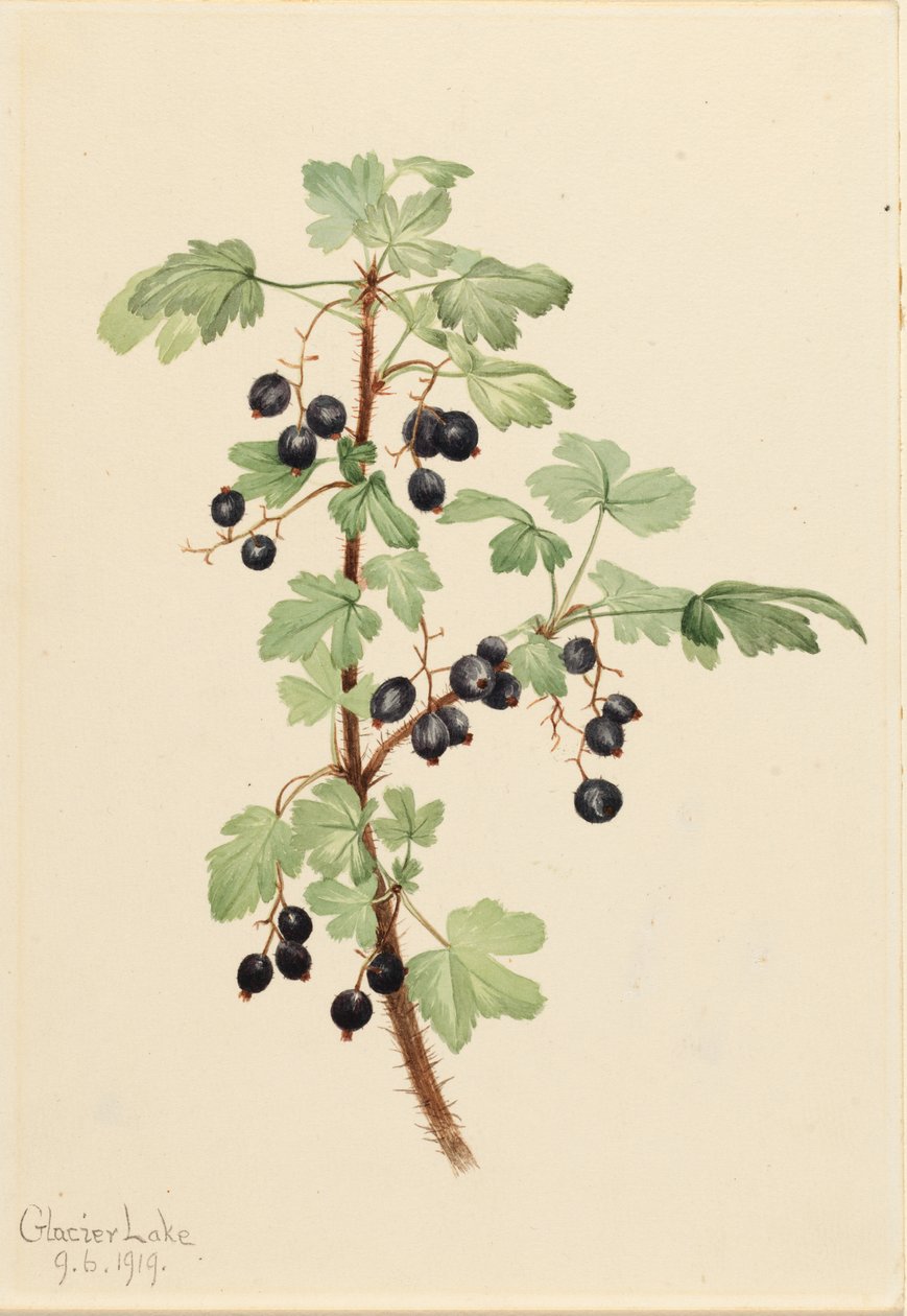 Groselha espinhosa (Ribes lacustre) de Mary Vaux Walcott