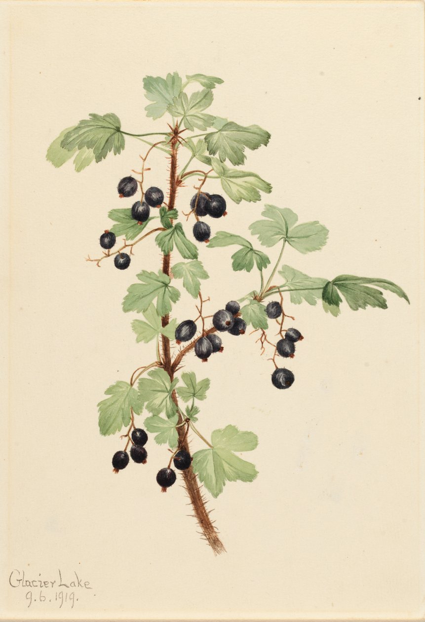 Lacustre de Ribes de Groselha Espinhosa, 1919. de Mary Vaux Walcott