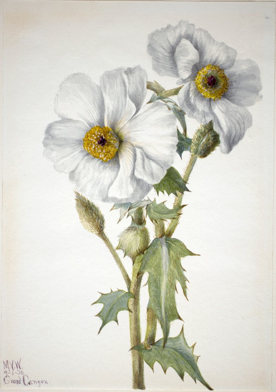 Papoila espinhosa (Argemone hispeda) de Mary Vaux Walcott