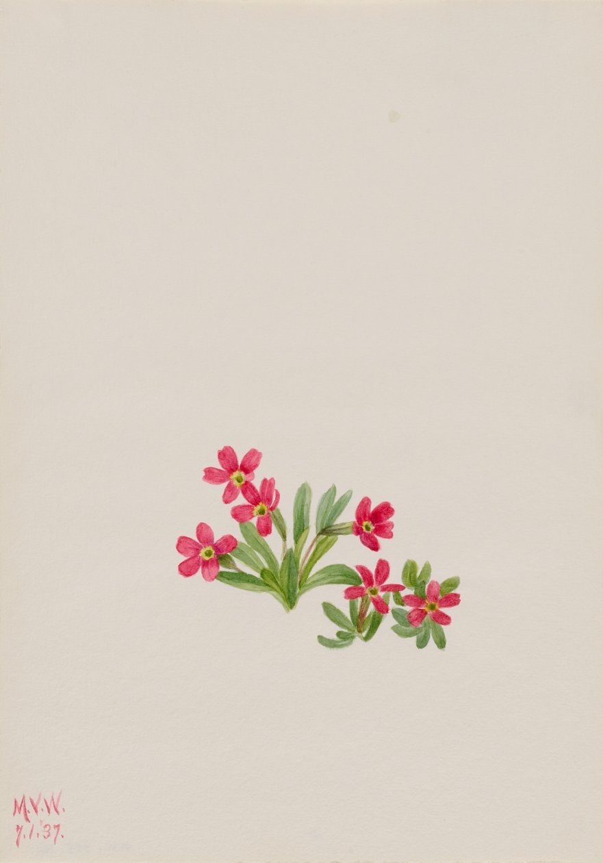 Prímula (Primula angustifolia) de Mary Vaux Walcott