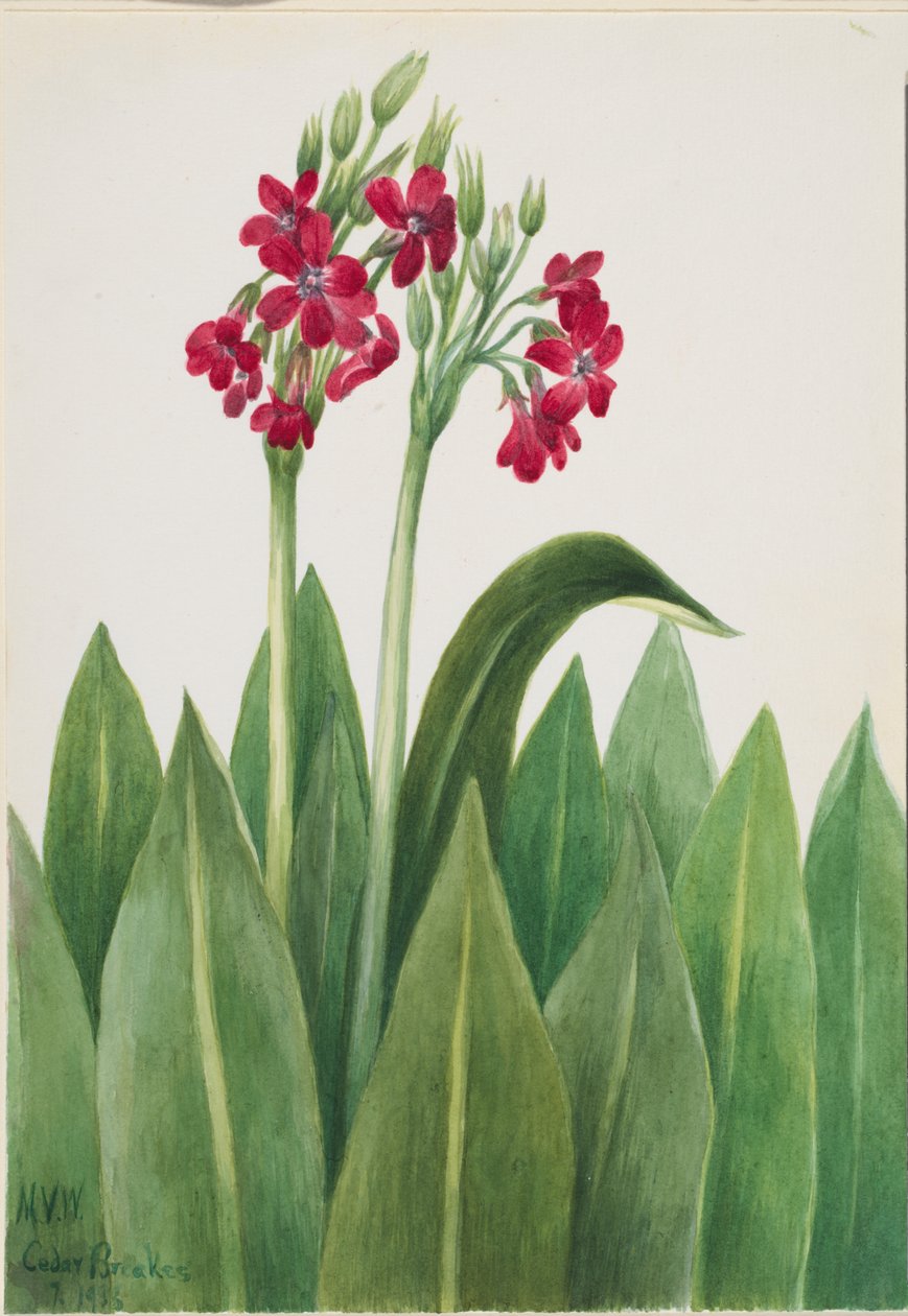 Prímula (Primula parryi) de Mary Vaux Walcott