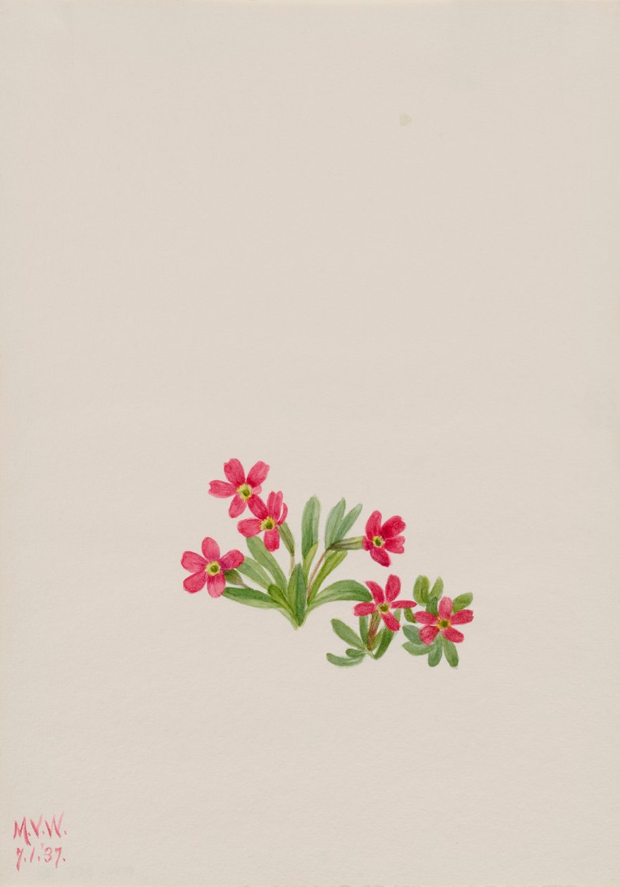 Prímula Primula angustifolia, 1937. de Mary Vaux Walcott