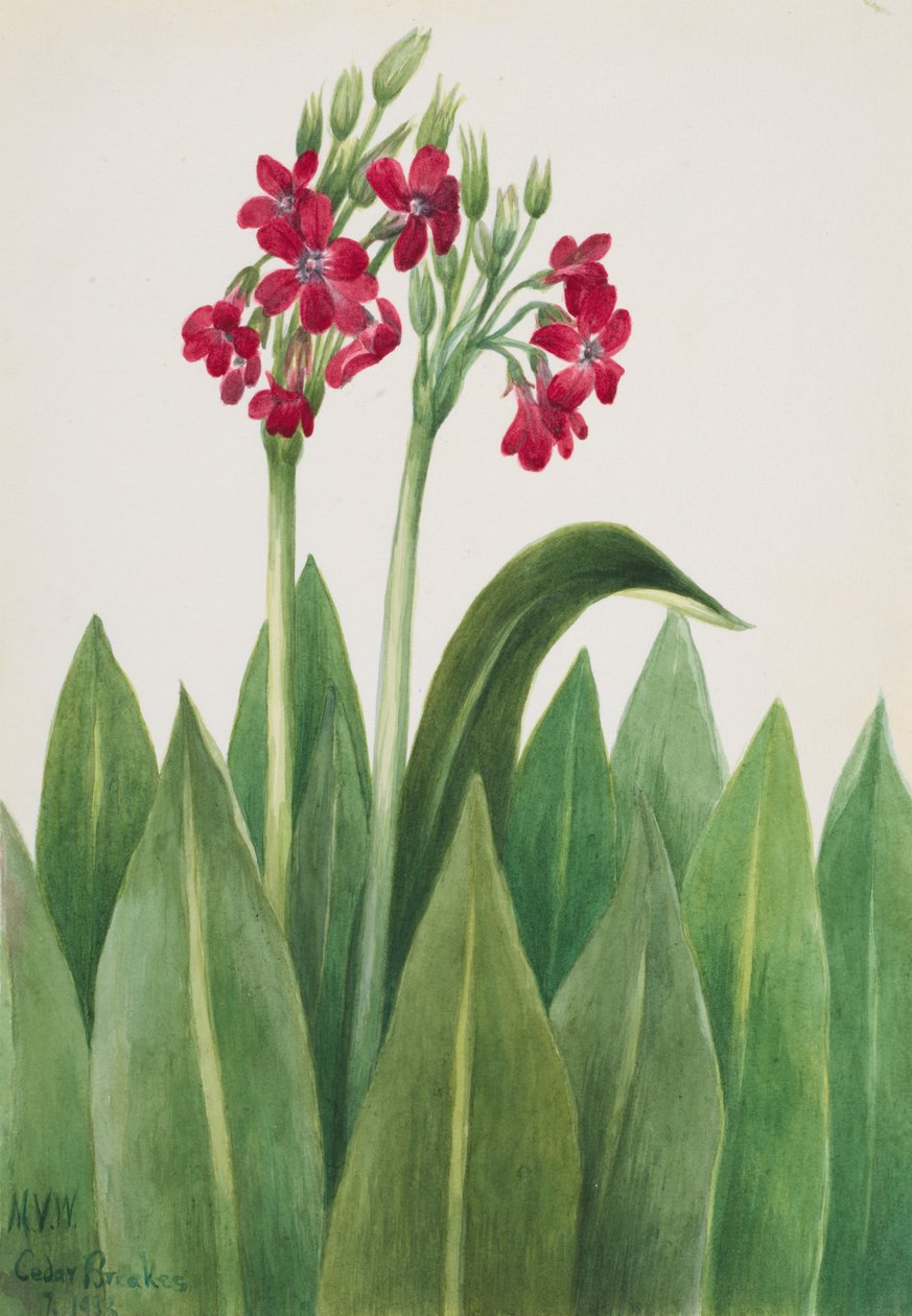 Primrose Primula parryi, 1938. de Mary Vaux Walcott