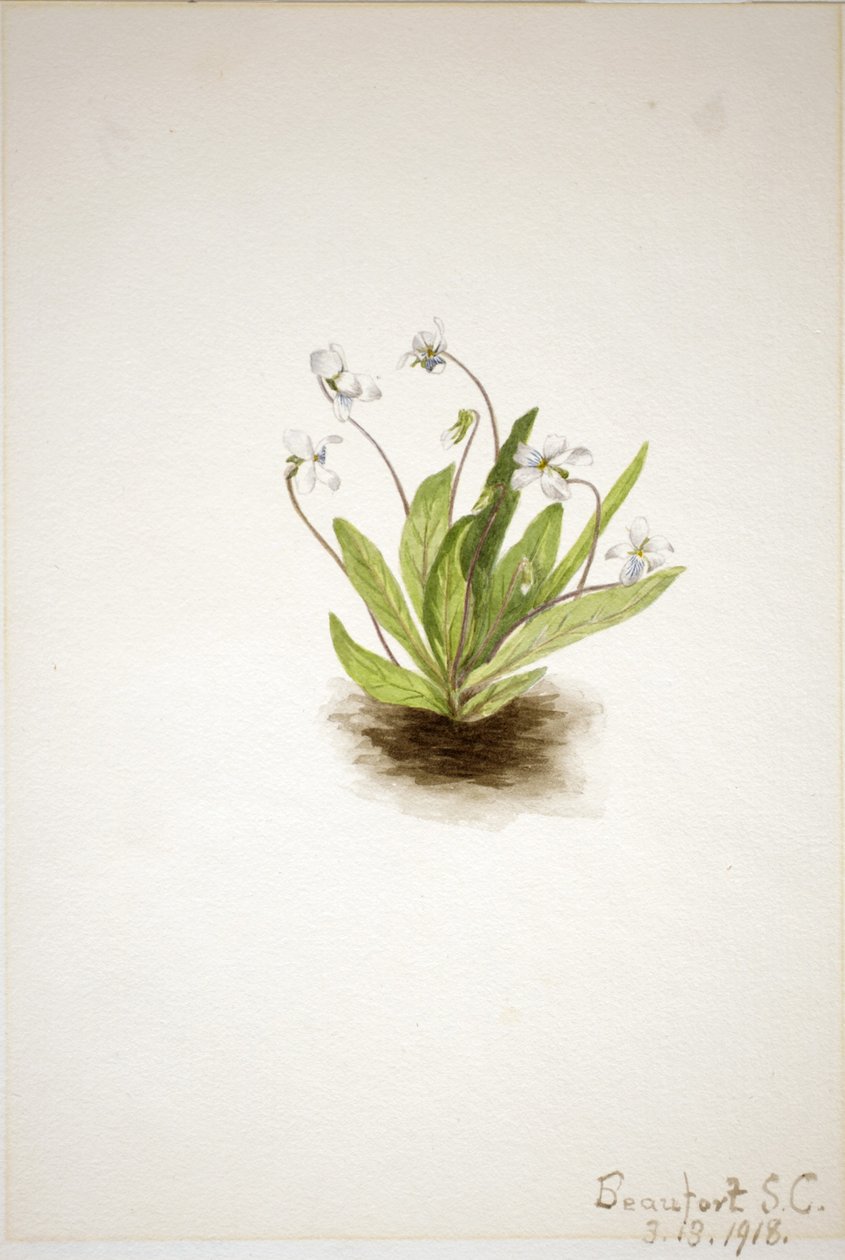 Violeta-prímula (Viola primulifolia) de Mary Vaux Walcott