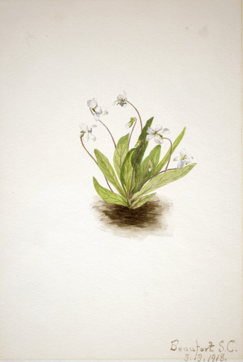 Primrose Violet Viola primulifolia, 1918. de Mary Vaux Walcott