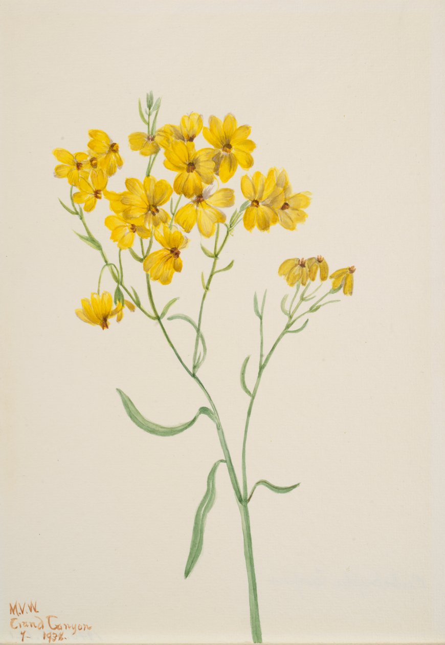 Psilostrophe sparsiflora, 1938. de Mary Vaux Walcott