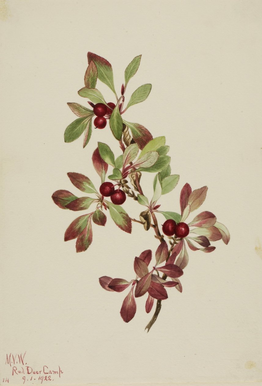 Bagaço de lagarto (Arctous alpina) de Mary Vaux Walcott