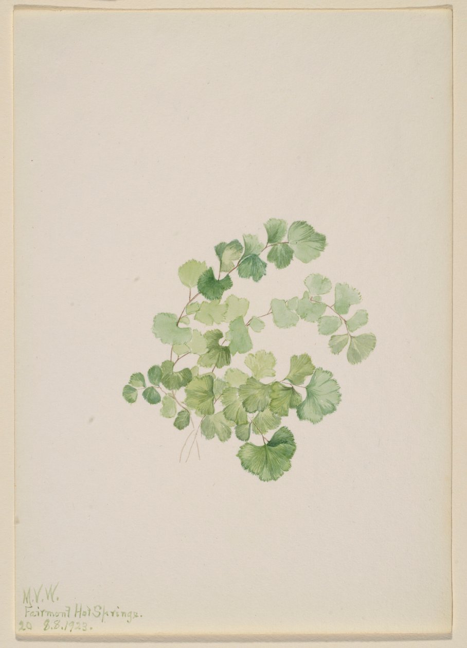 Puccoon (Lithospermum ruderale) de Mary Vaux Walcott