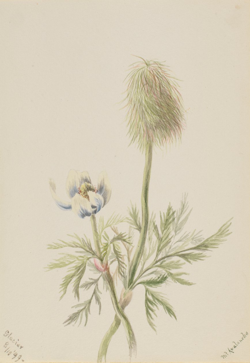 Pulsatilla occidentalis de Mary Vaux Walcott