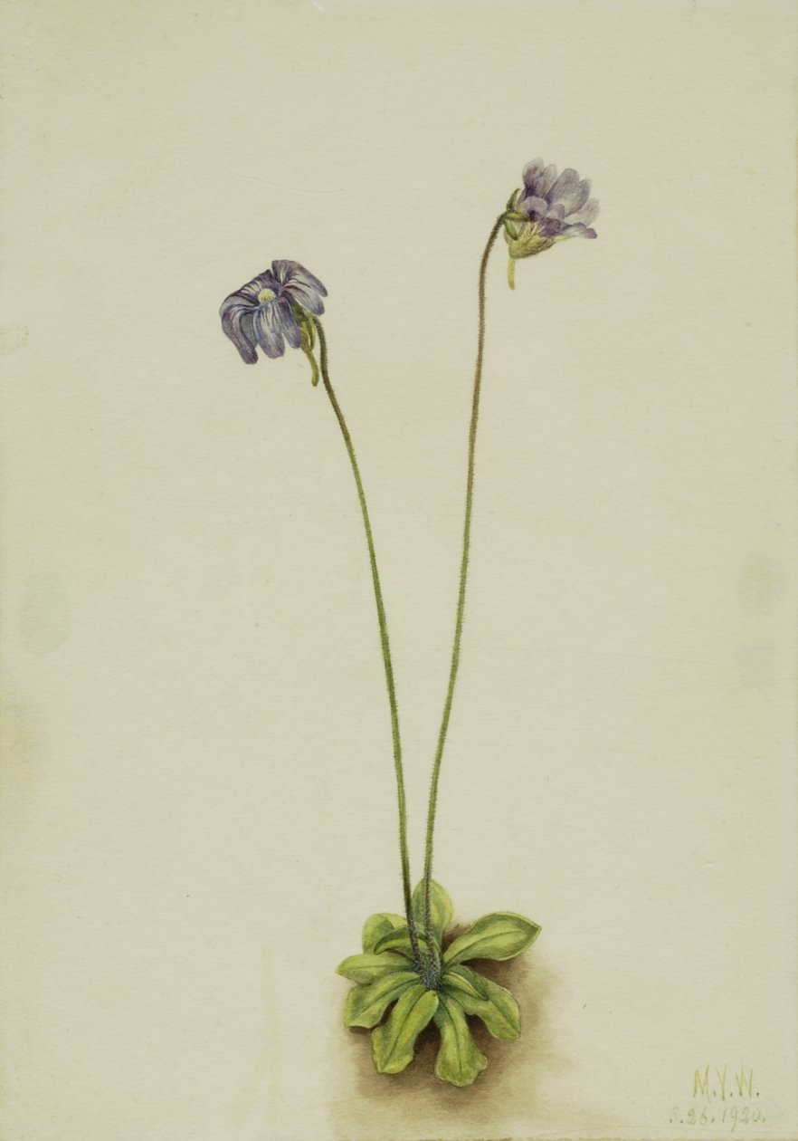 Erva-moura roxa (Pinguicula elatior) de Mary Vaux Walcott