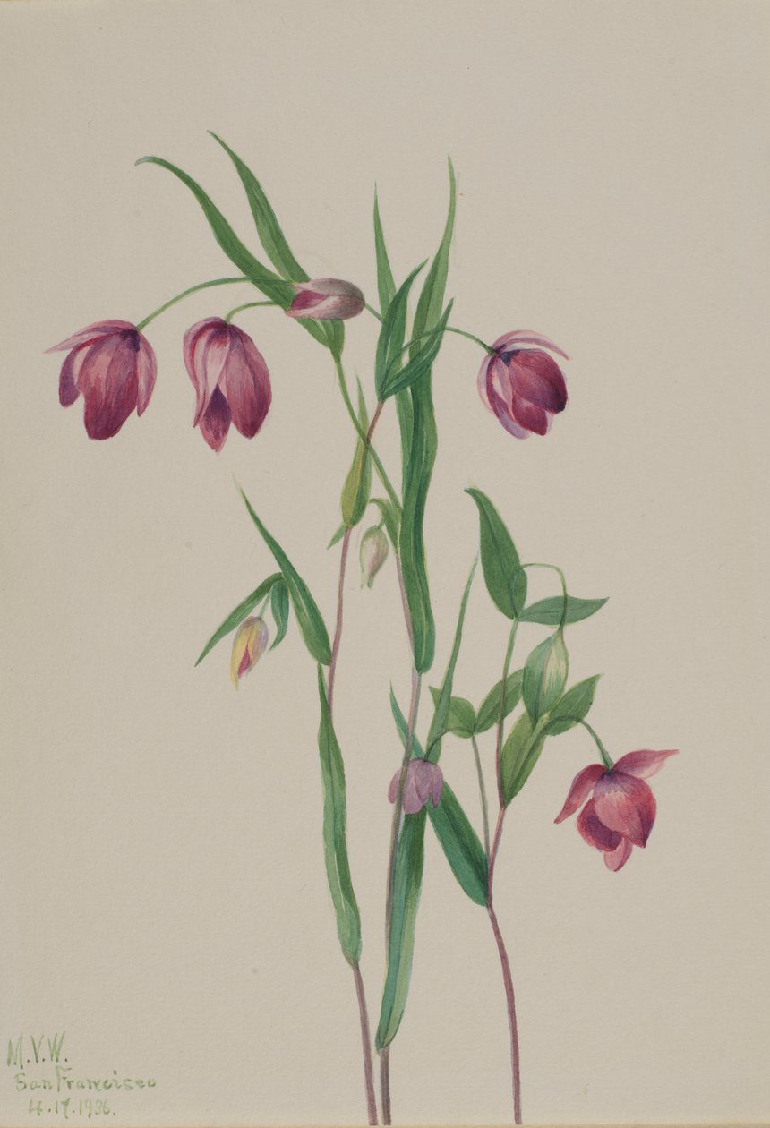 Lanterna de fada roxa (Calochortus anoenum) de Mary Vaux Walcott