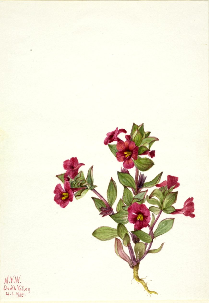 Purple Monkey-Flower Mimulus bigelovii, 1935. de Mary Vaux Walcott