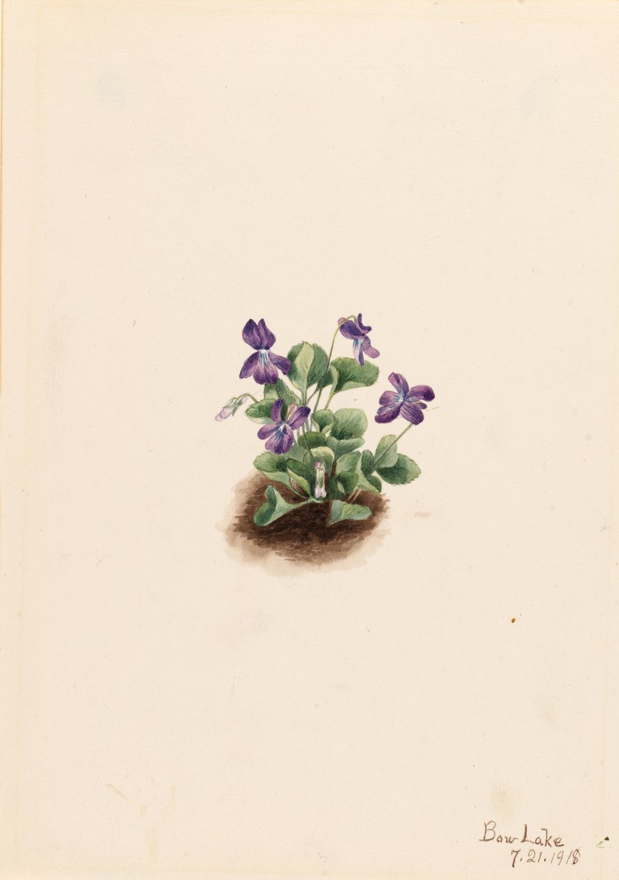 Violeta da montanha roxa (Viola adunca) de Mary Vaux Walcott