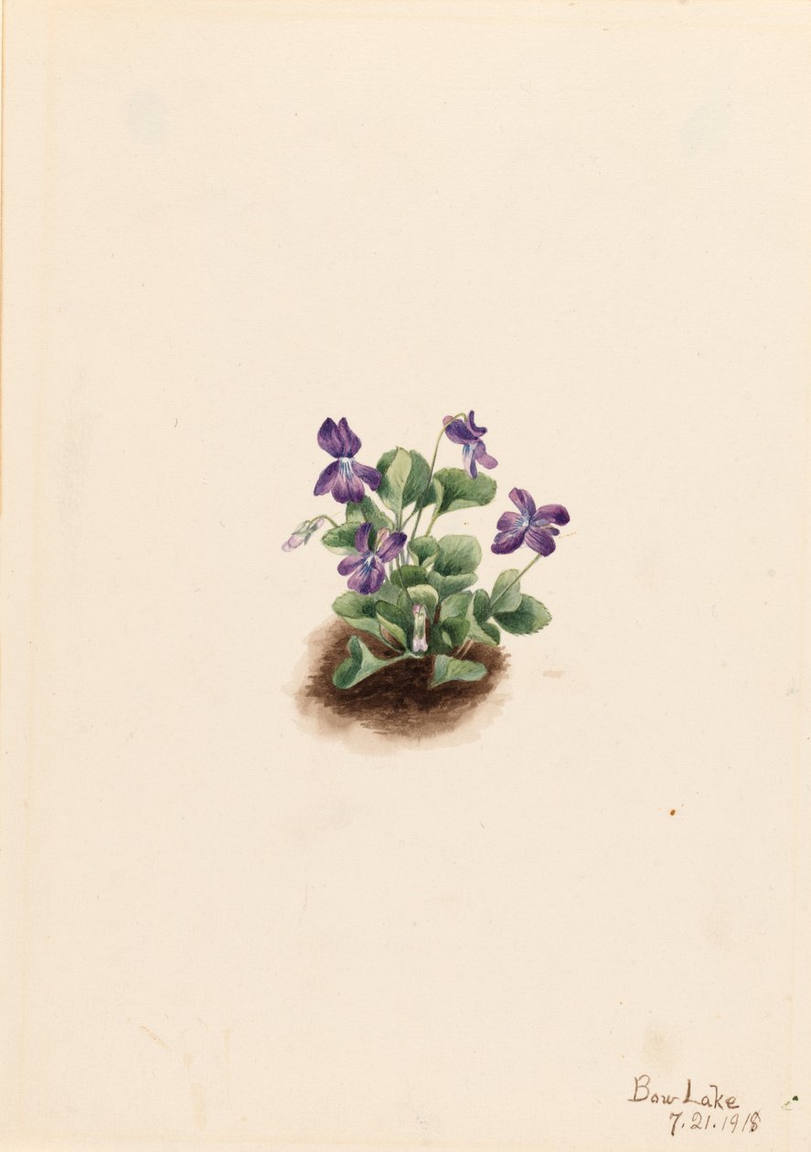 Purple Mountain Violet Viola adunca, 1918. de Mary Vaux Walcott