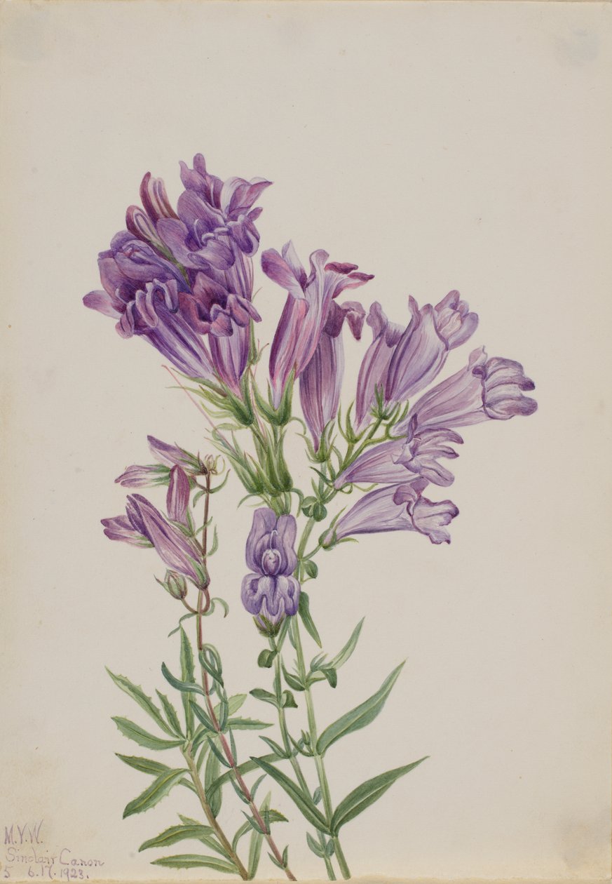 Purple Pentstemon Pentstemon lyallii, 1923. de Mary Vaux Walcott