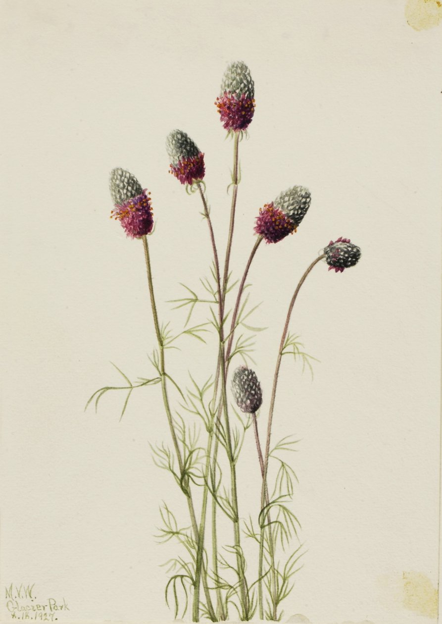 Trepadeira-roxa (Petalostemon purpureum) de Mary Vaux Walcott