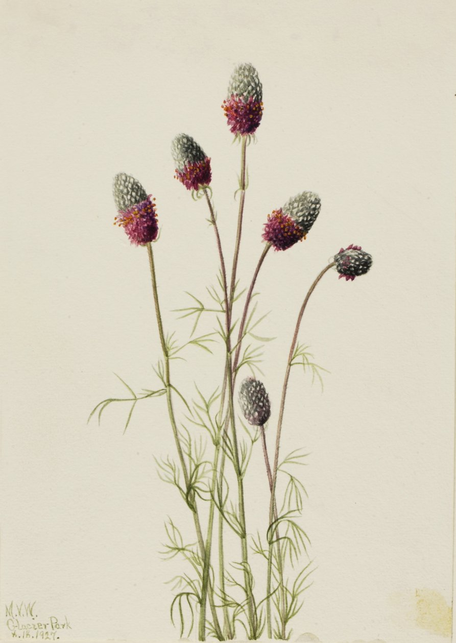 Prairieclover Petalostemon purpureum púrpura roxo, 1927. de Mary Vaux Walcott
