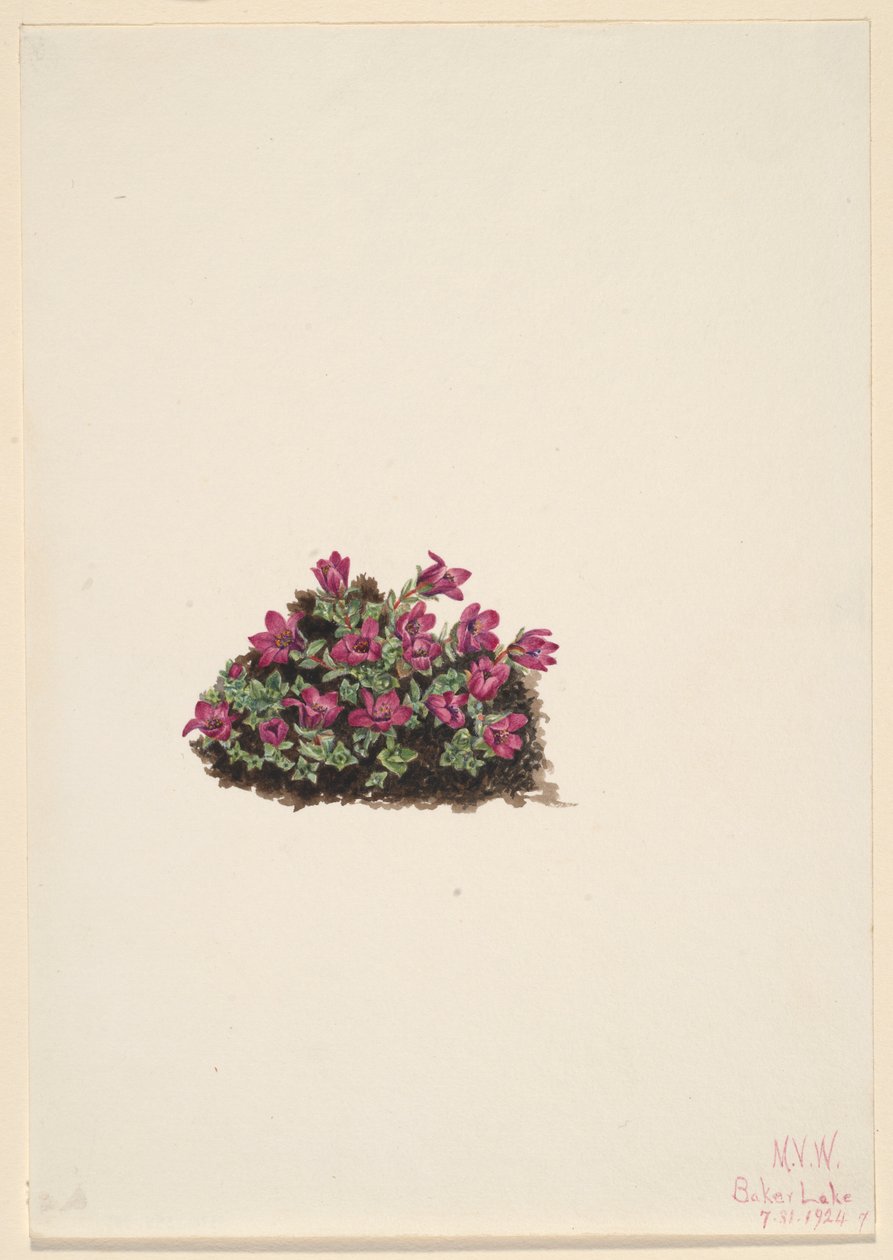 Saxifrage roxa (Saxifraga oppositifolia) de Mary Vaux Walcott
