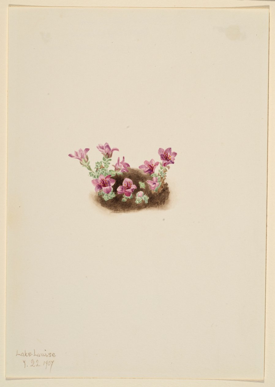 Saxifrage roxa (Saxifrage oppositifolia) de Mary Vaux Walcott