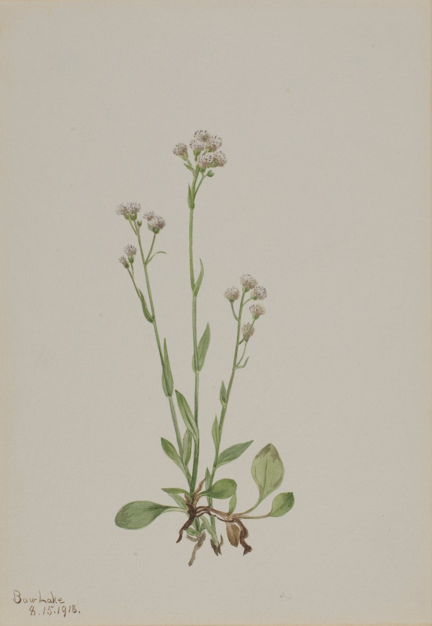 Antennaria racemosa (Antennaria racemosa) de Mary Vaux Walcott