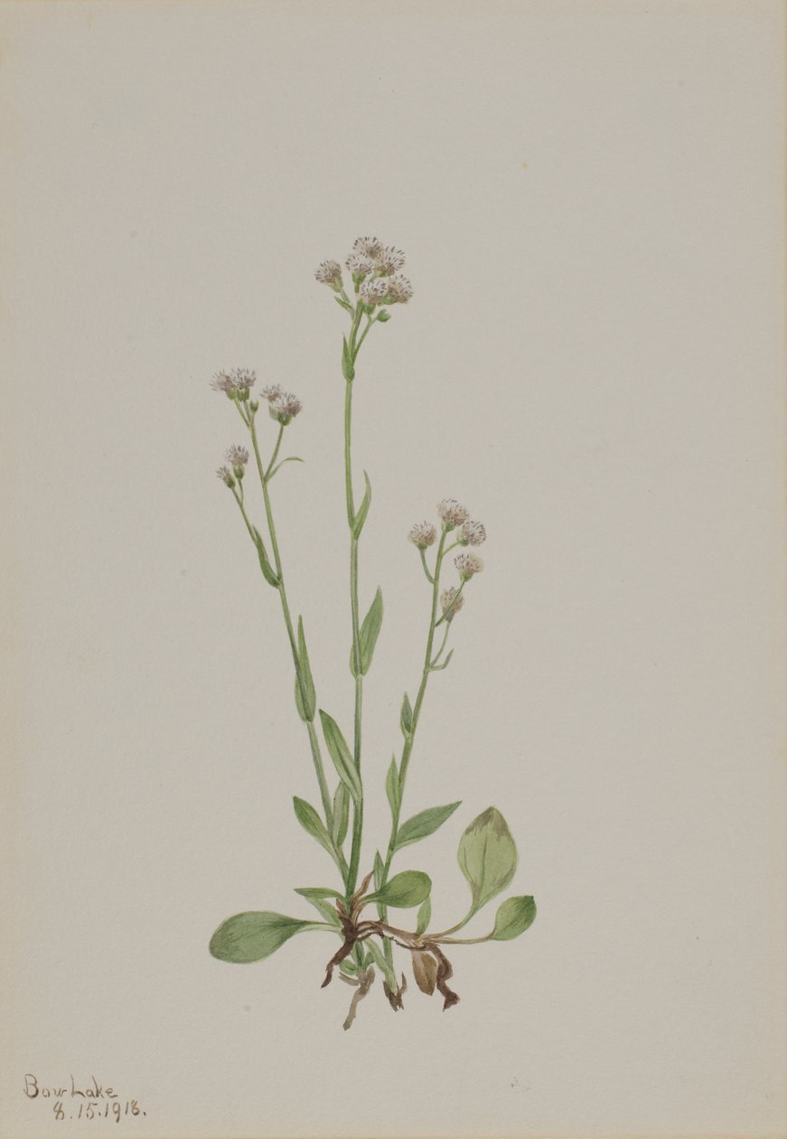 Pussy-Toes Antennaria racemosa, 1918. de Mary Vaux Walcott