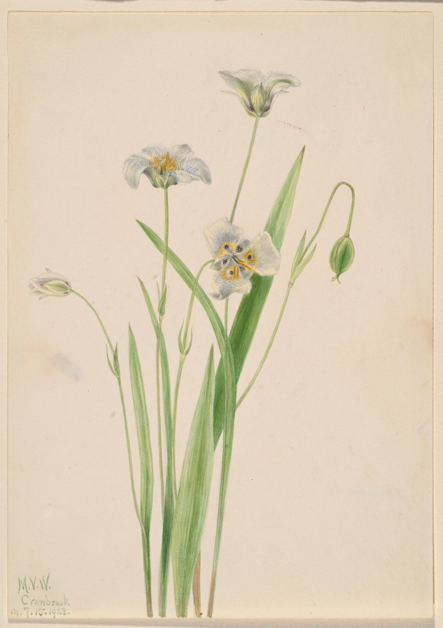 Orelhas-de-burro (Calochortus elegans) de Mary Vaux Walcott