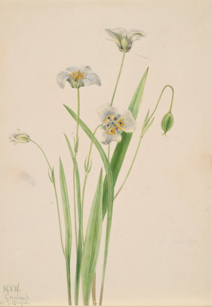 Pussy-ears Calochortus elegans, 1923. de Mary Vaux Walcott