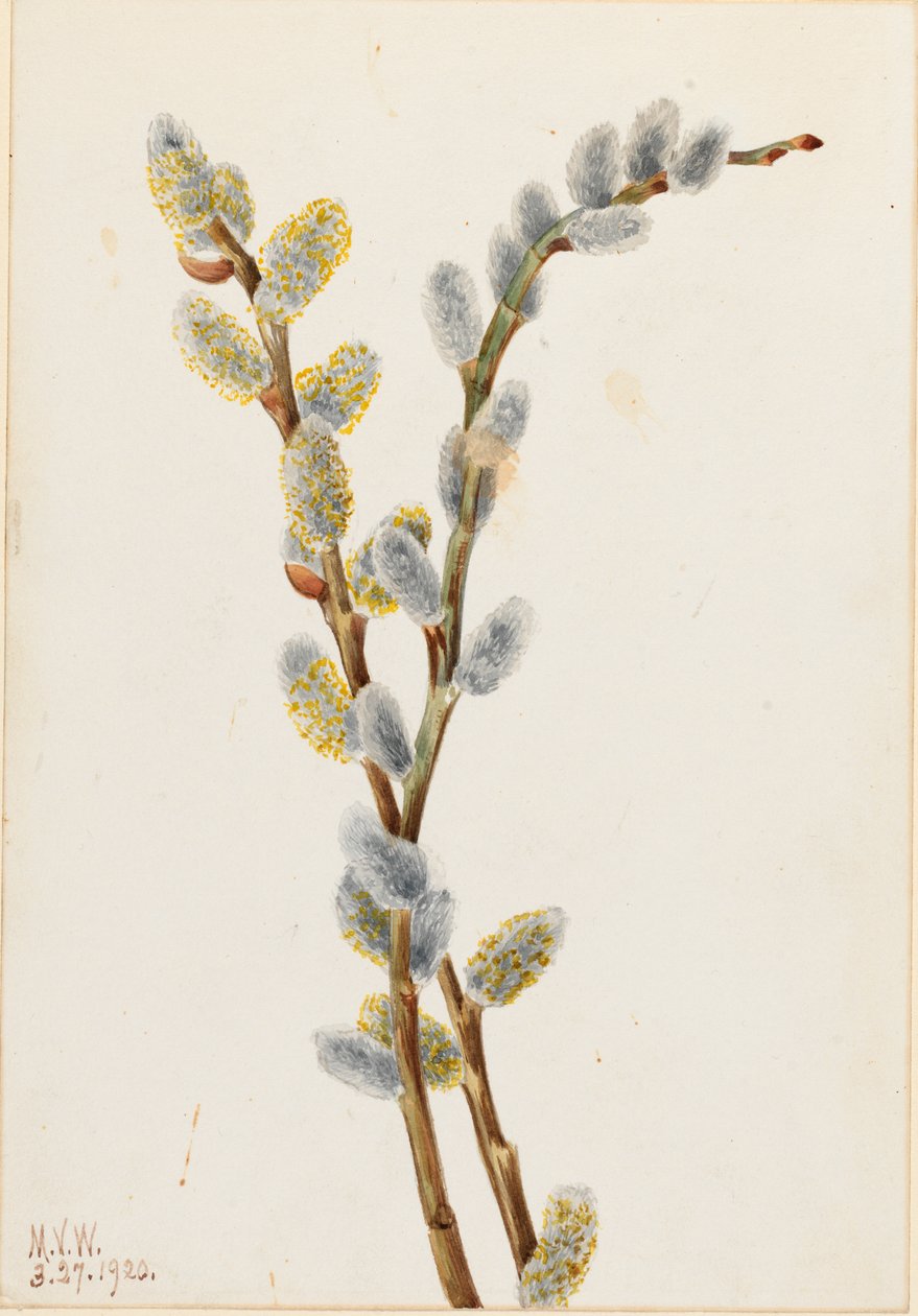Salgueiro-da-índia (Salix discolor) de Mary Vaux Walcott