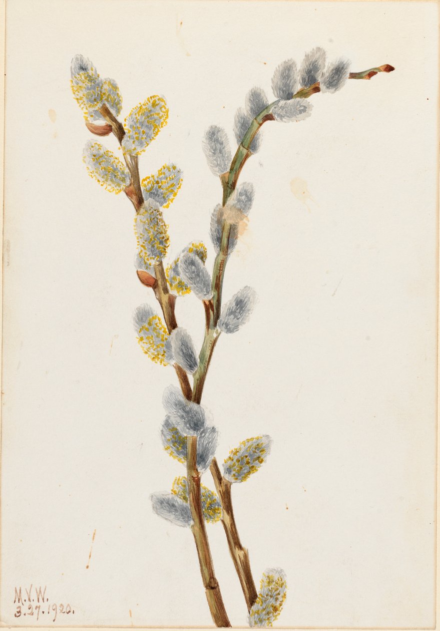 Pussy Willow Salix descolorir, 1920. de Mary Vaux Walcott