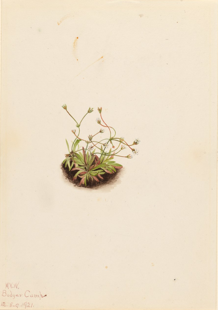 Androsace pigmeu (Androsace subumbellata) de Mary Vaux Walcott