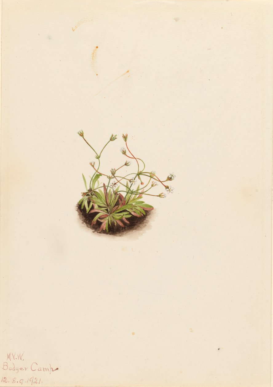 Pygmy Androsace Androsace subumbellata, 1921. de Mary Vaux Walcott