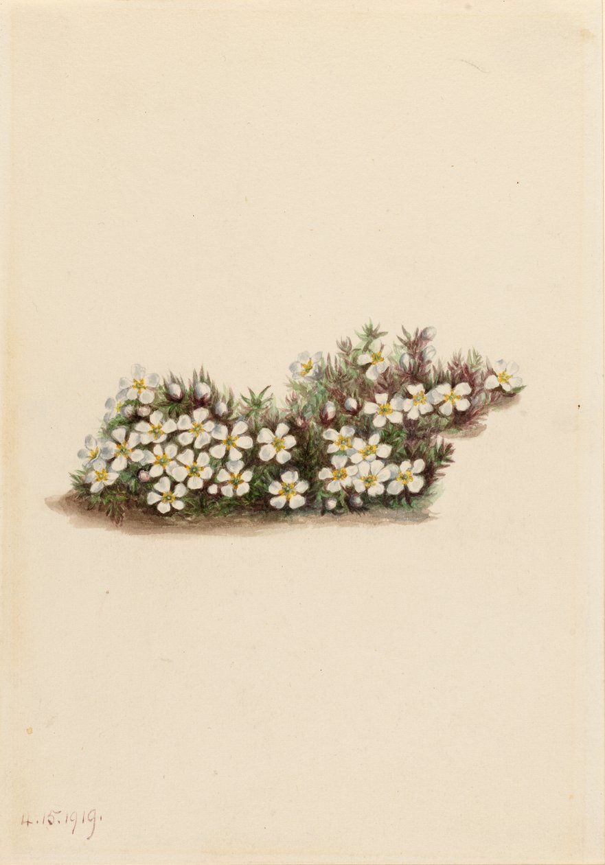 Picea (Pyxidanthera barbulata) de Mary Vaux Walcott