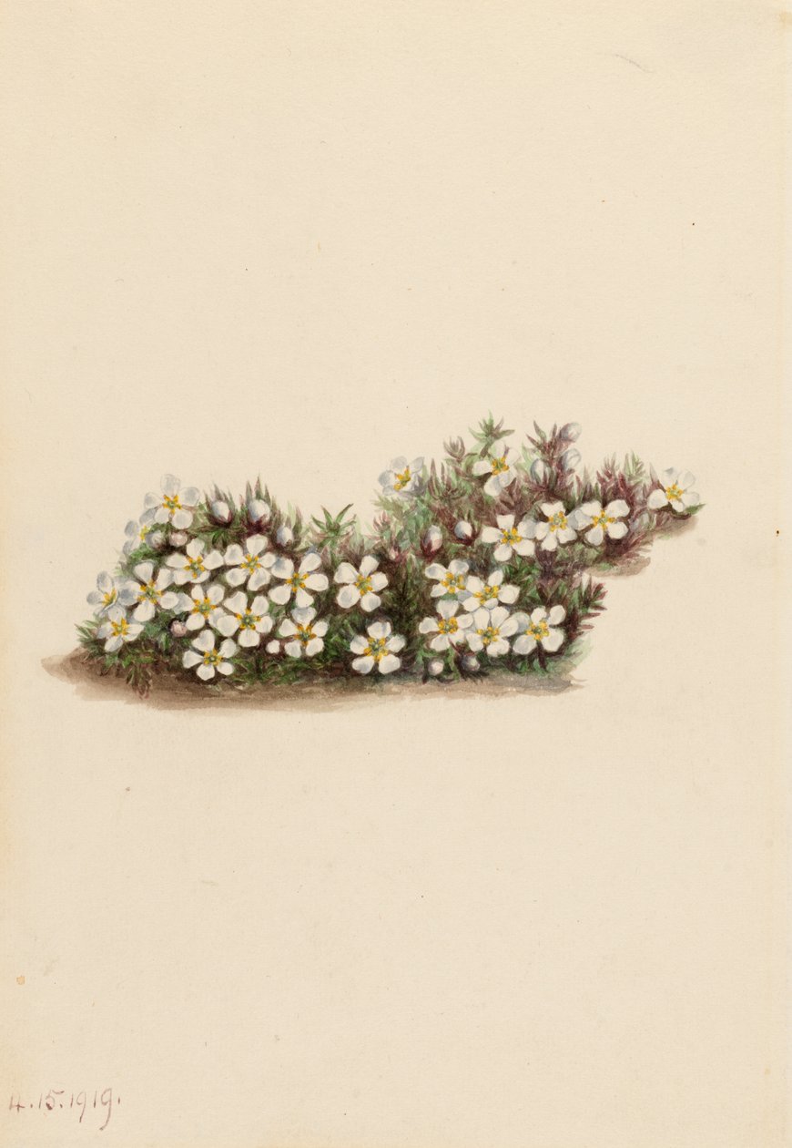 Pyxie Pyxidanthera barbulata, 1919. de Mary Vaux Walcott