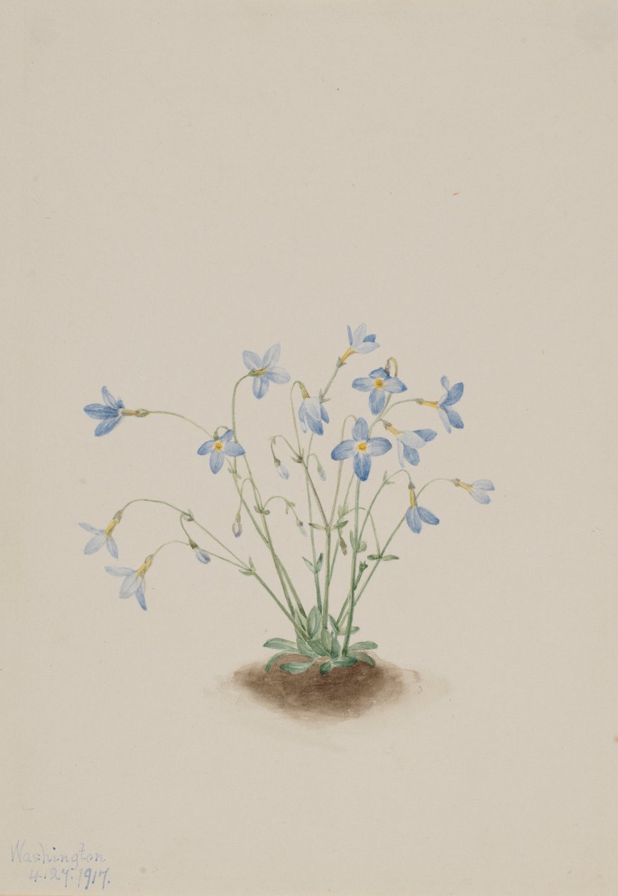 Quakerladies (Houstonia caerulea) de Mary Vaux Walcott