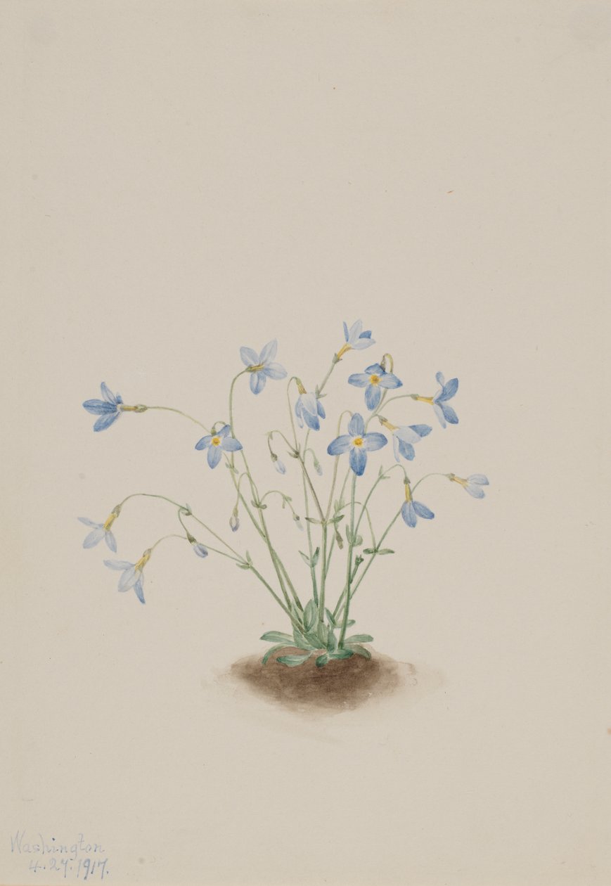 Quakerladies Houstonia caerulea, 1917. de Mary Vaux Walcott