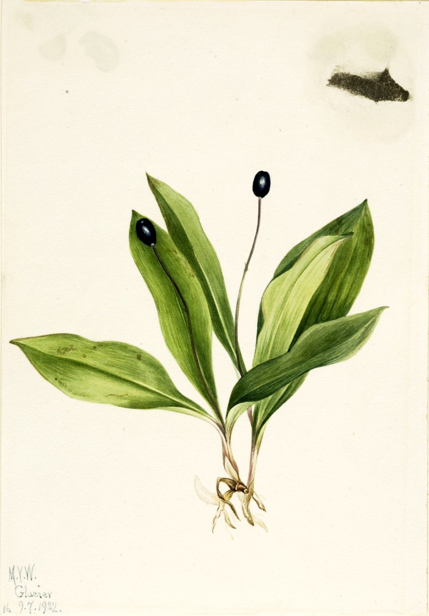 Queencup (Clintonia uniflora) de Mary Vaux Walcott