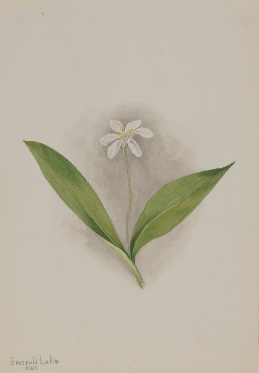 Queencup (Clintonia uniflora) de Mary Vaux Walcott