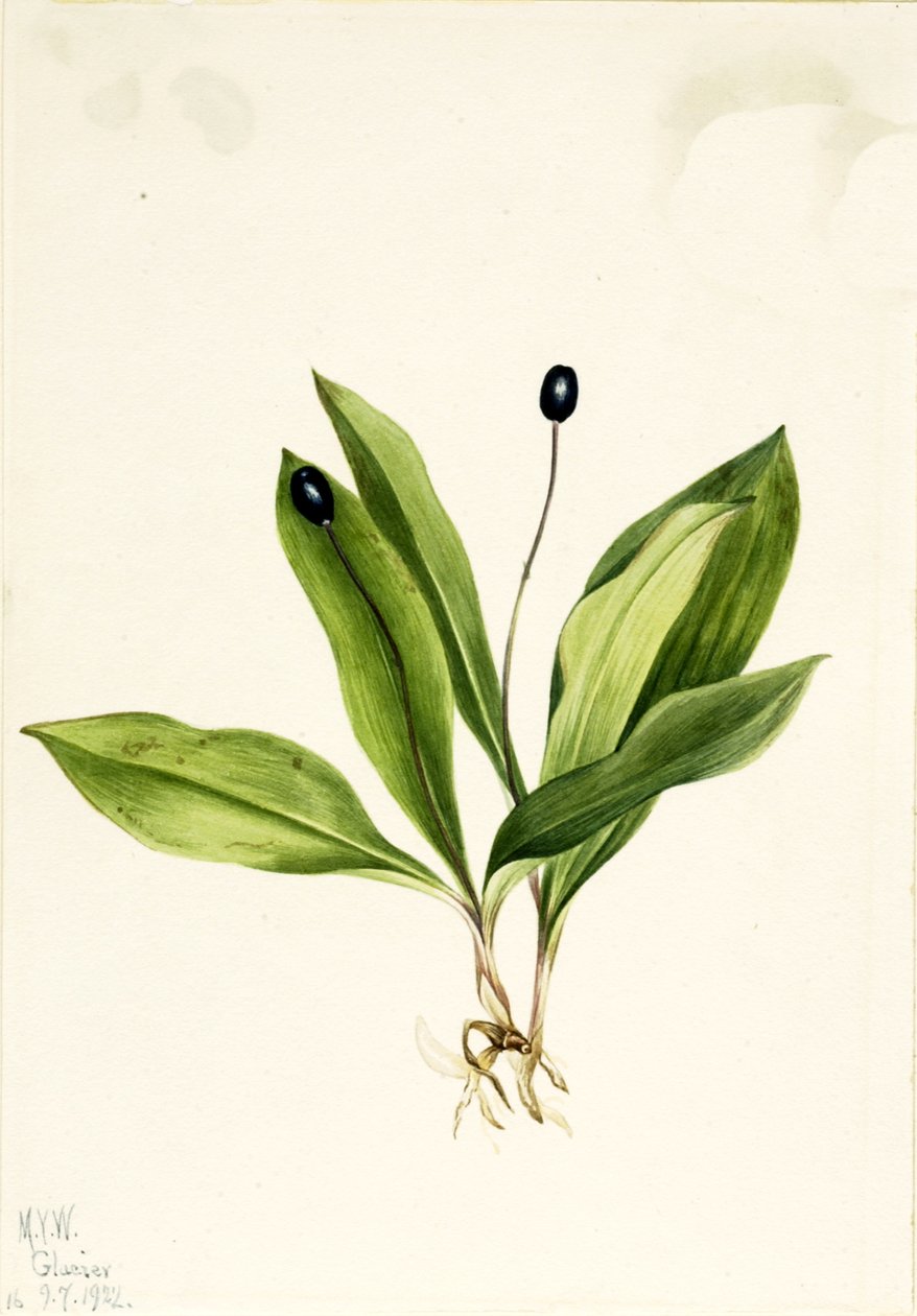 Queencup Clintonia uniflora, 1922. de Mary Vaux Walcott