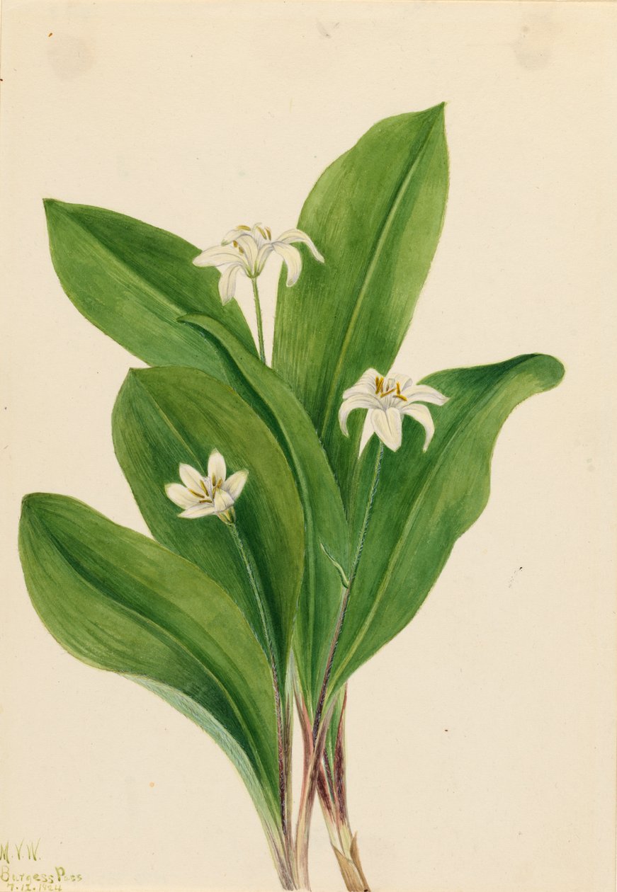 Queencup Clintonia uniflora, 1924. de Mary Vaux Walcott