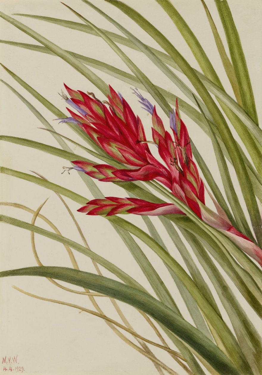 Tillandsia de folhas em espiral (Tillandsia fasciculata) de Mary Vaux Walcott