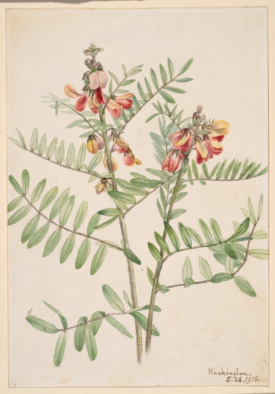 Rabanete (Cracca virginiana) de Mary Vaux Walcott
