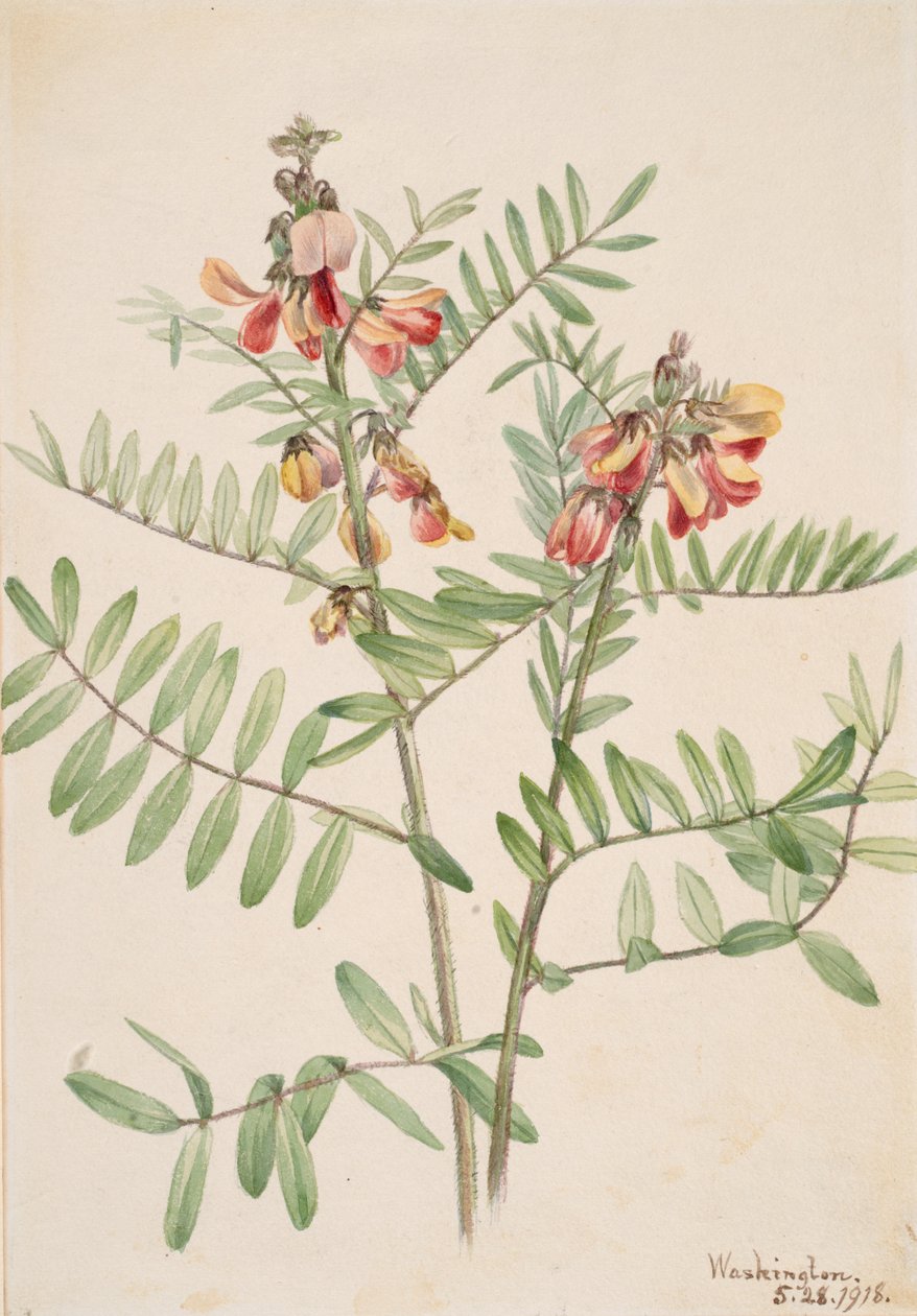 Rabbitbean Cracca virginiana, 1918. de Mary Vaux Walcott