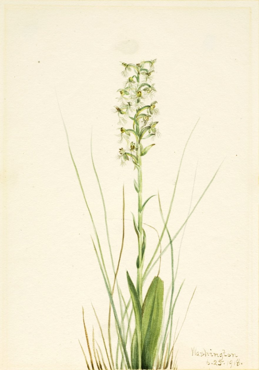 Orquídea de franja esfarrapada (Habenaria lacera) de Mary Vaux Walcott