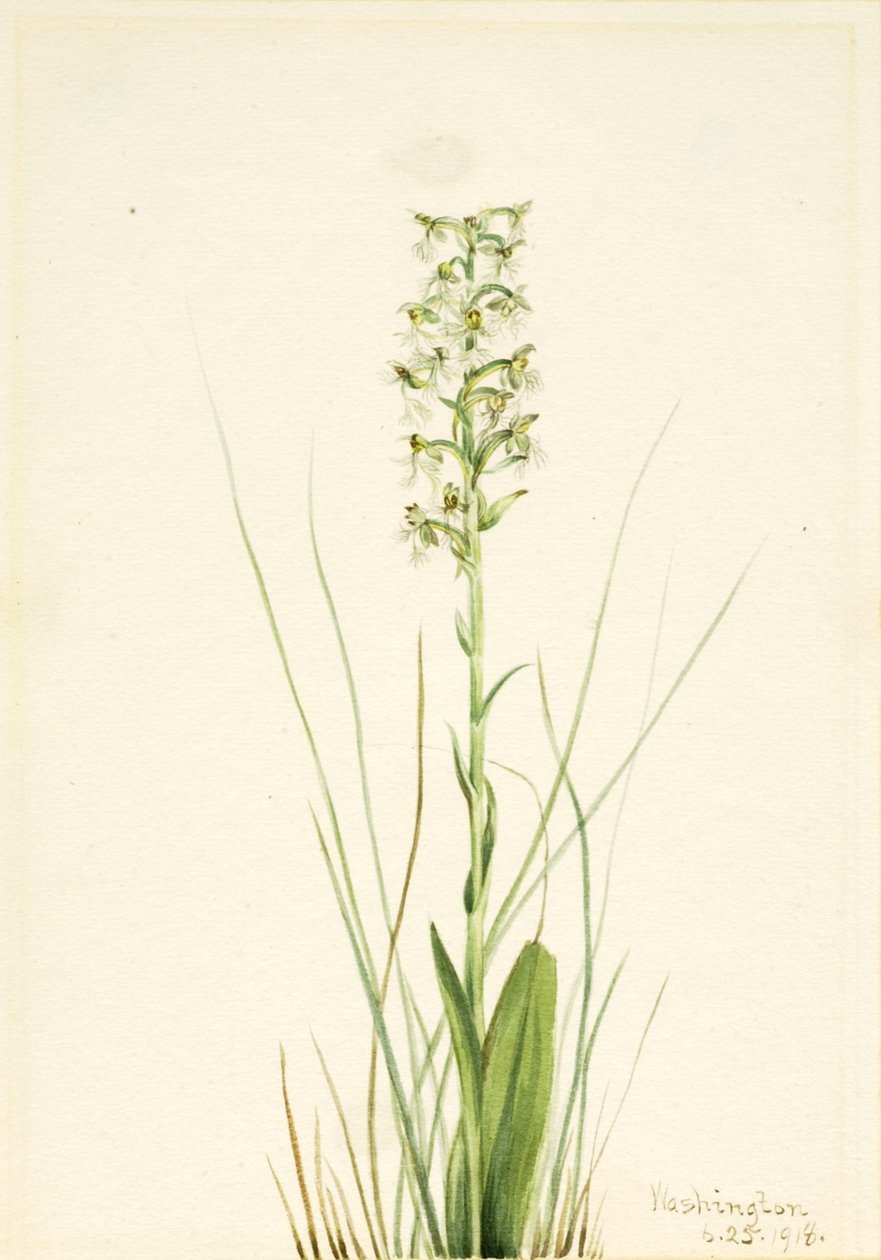 Ragged Fringe-orchid Habenaria lacera, 1918. de Mary Vaux Walcott