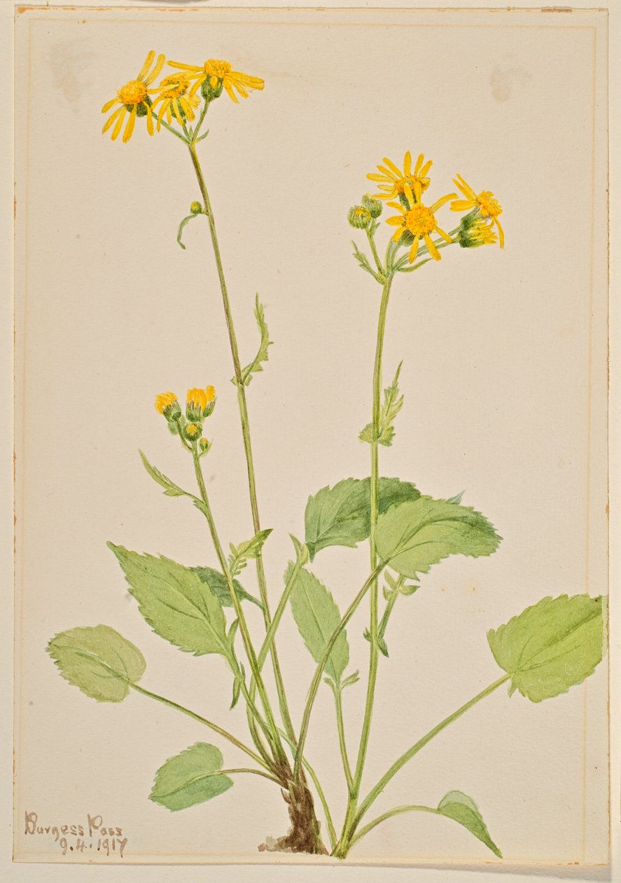 Artemísia (Senecio burkei) de Mary Vaux Walcott