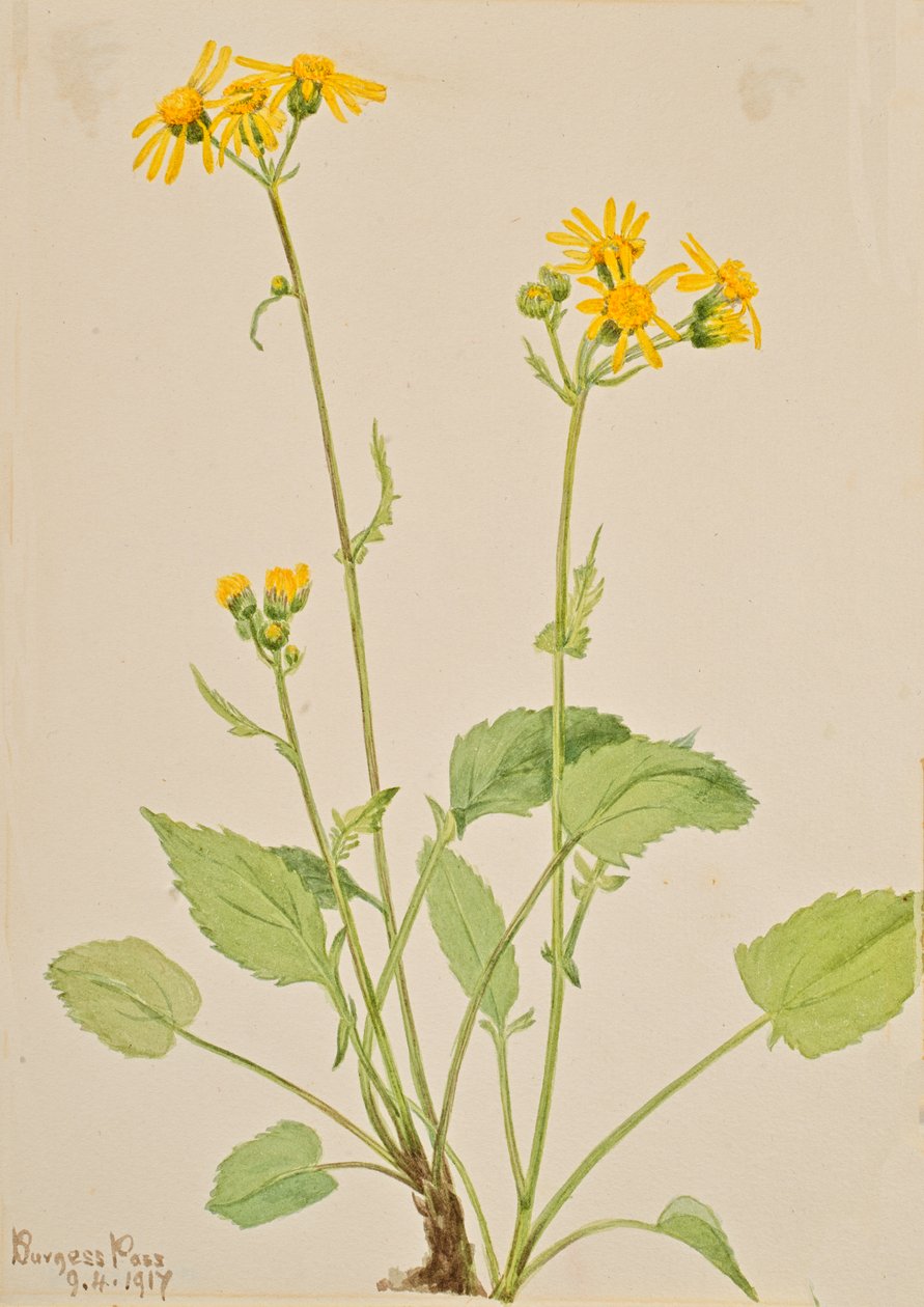 Palavra-chave Senecio burkei, 1917. de Mary Vaux Walcott