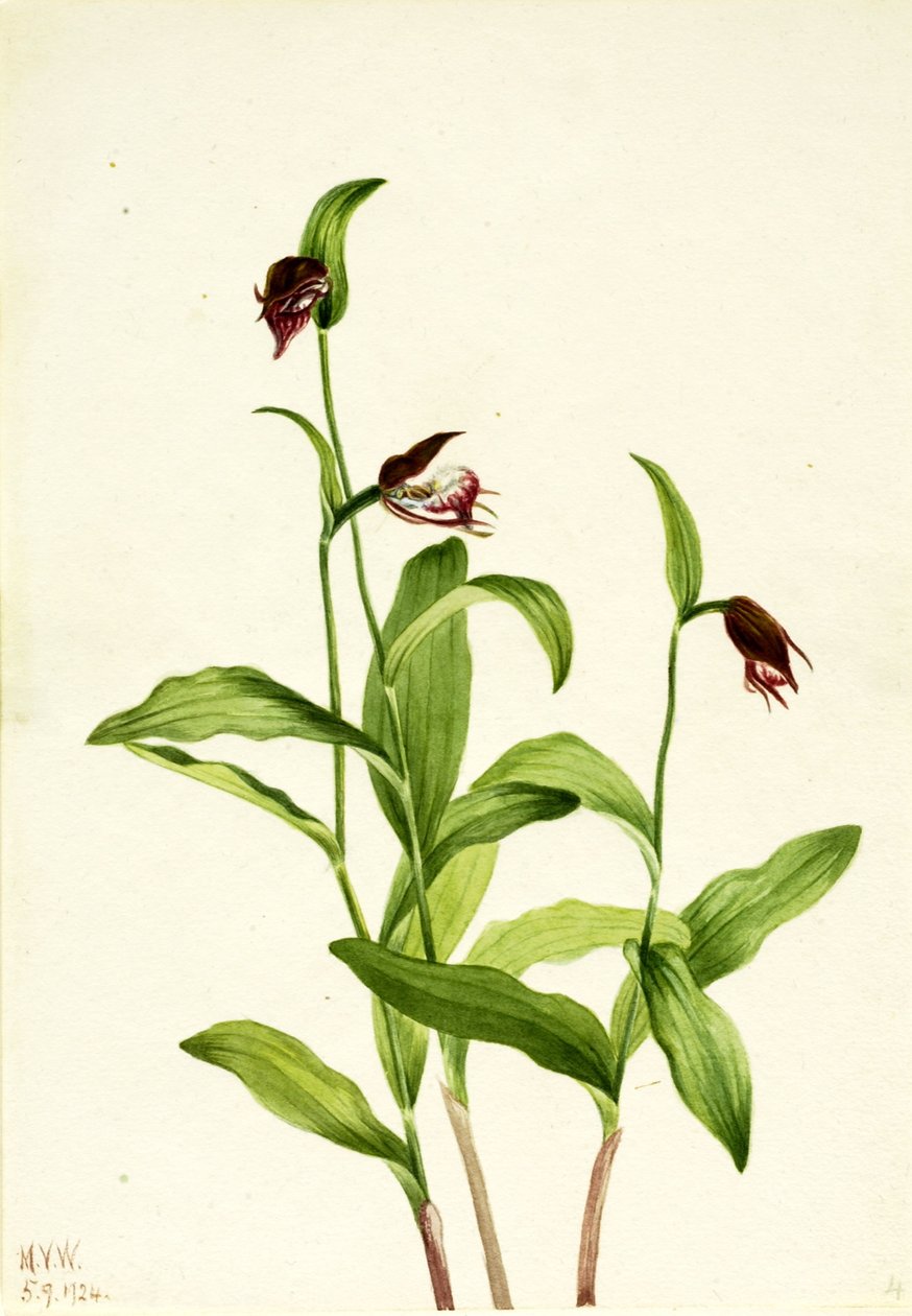 Cipreste de cabeça de carneiro (Cypripedium arietinum) de Mary Vaux Walcott