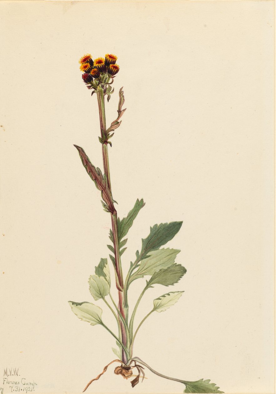 Erva-de-são-joão (Senecio pauciflorus) de Mary Vaux Walcott