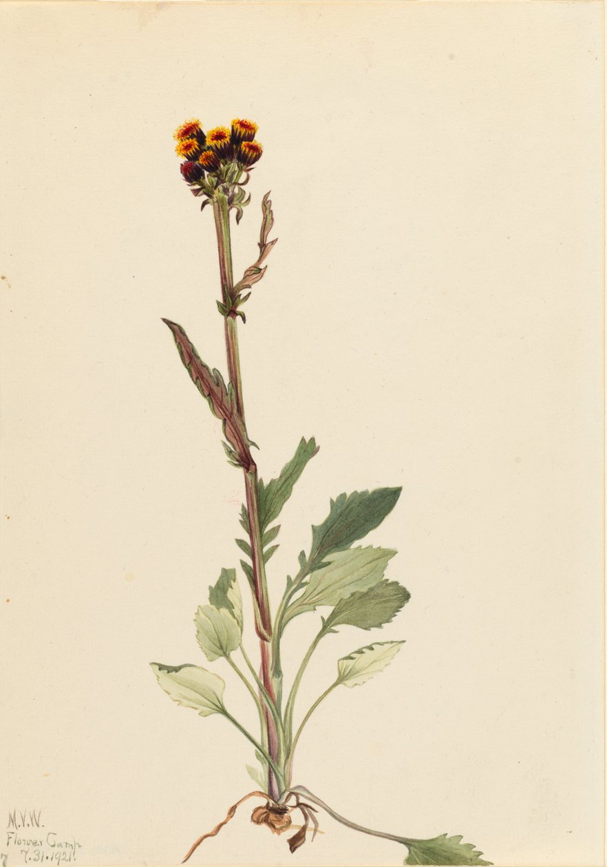 Rayless Groundsel Senecio pauciflorus, 1921. de Mary Vaux Walcott